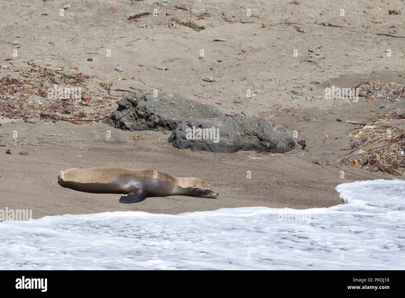 Le lion de mer de malades en attente d'une équipe de sauvetage de mammifères marins Banque D'Images