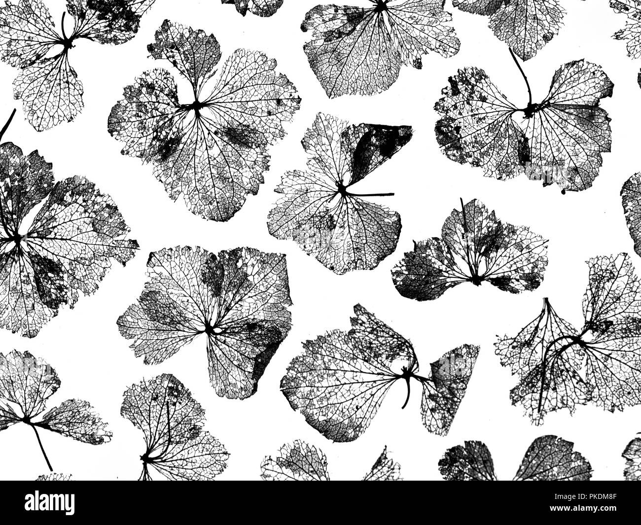 Jardin de fleurs d'hortensias Squelettes Banque D'Images