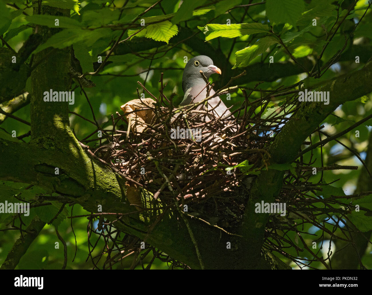 Pigeon ramier dans un arbre Banque de photographies et d’images à haute résolution Alamy