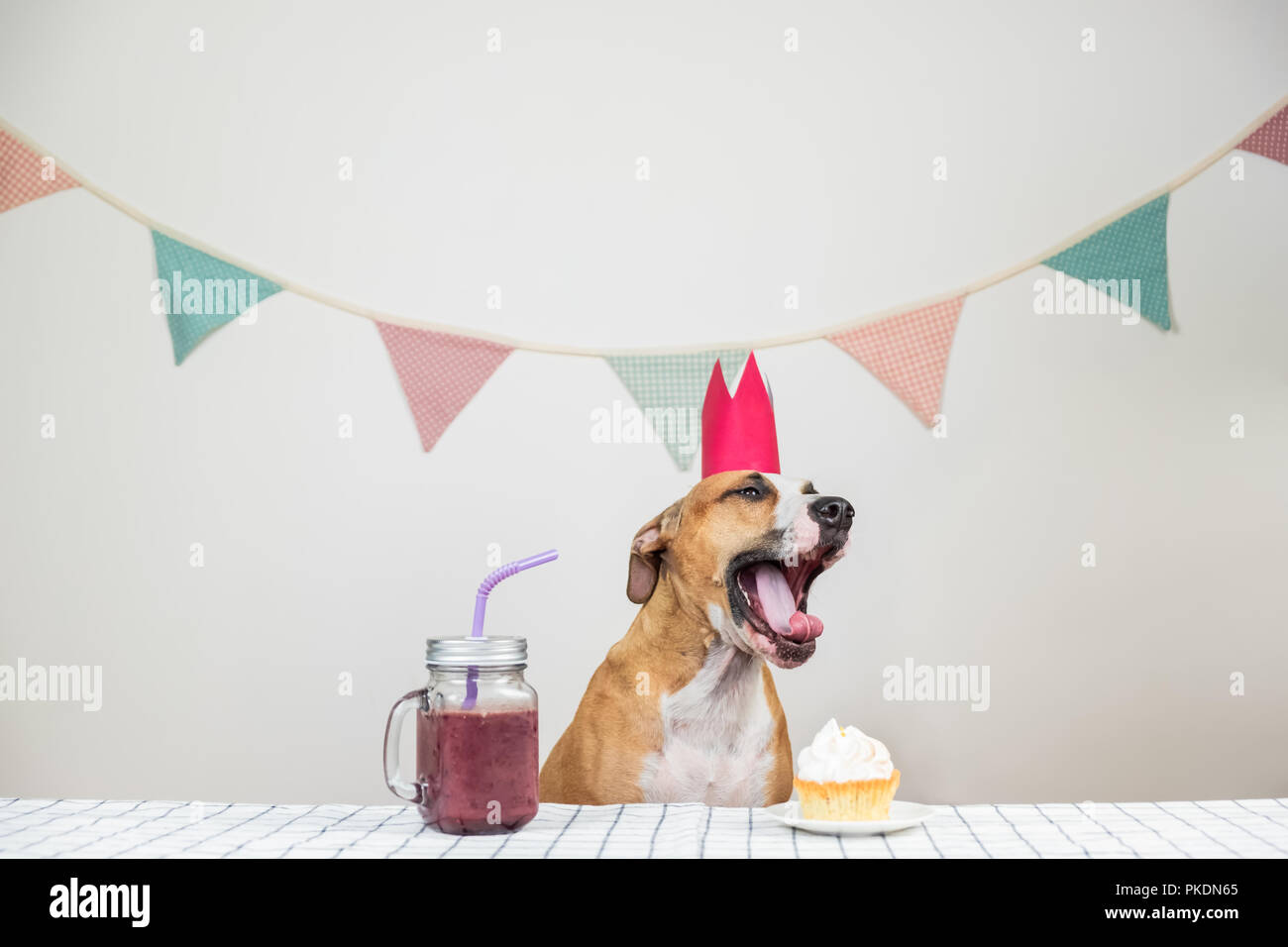 Le bâillement mignon chien et son anniversaire traiter sous forme d'un gâteau de fête et d'un verre. Chiot mignon dans une chambre décorée de poser dans la couronne avec un muffin Banque D'Images