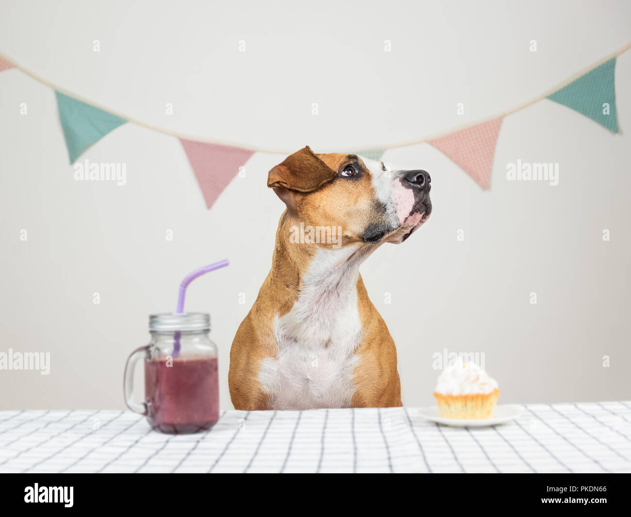 Chien Et Son Anniversaire Traiter Sous Forme D Un Gateau De Fete Et D Un Verre Chiot Mignon Dans Une Chambre Decoree De Poser Dans La Couronne Avec Un Muffin Photo Stock Alamy