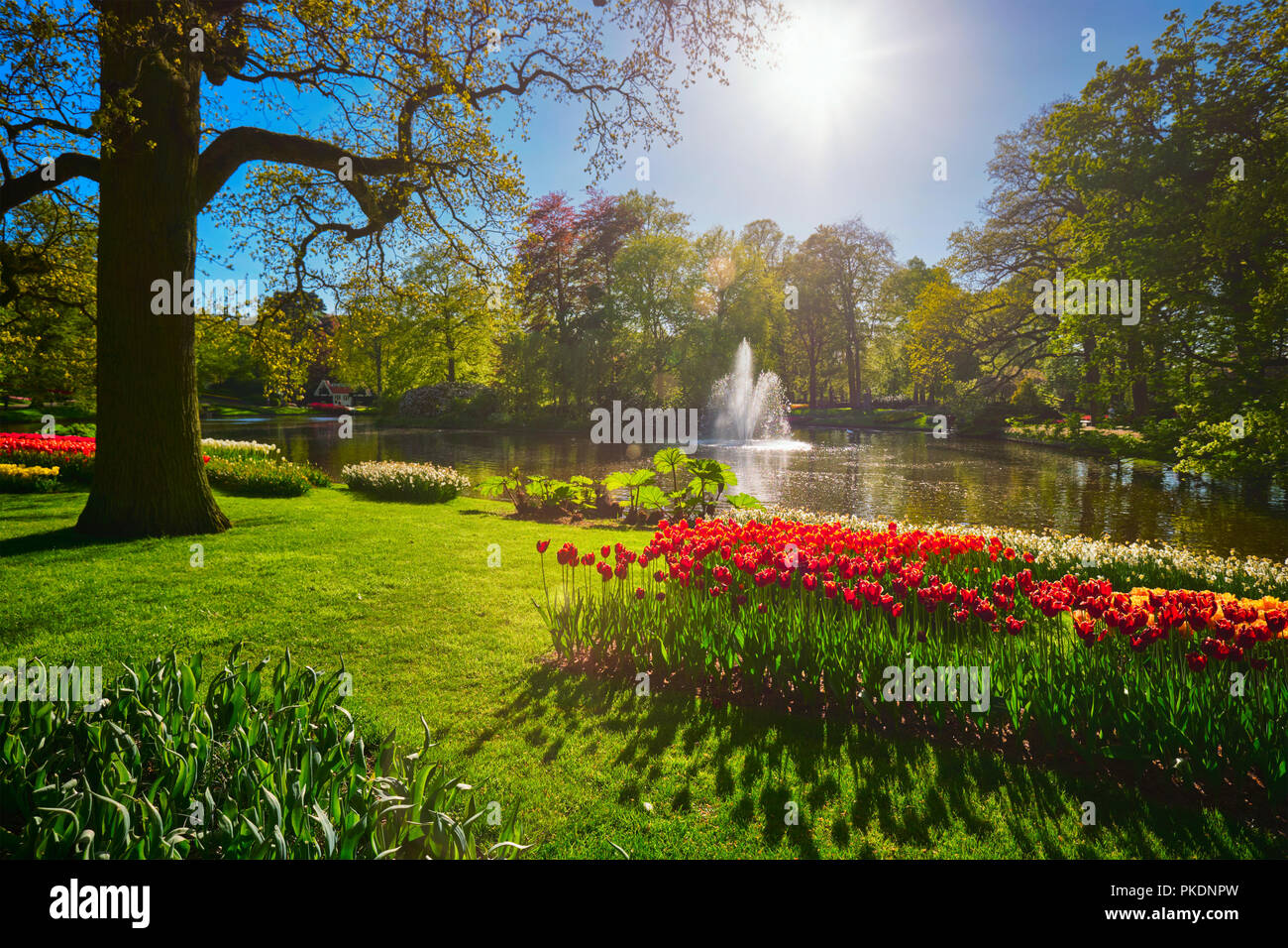 Jardin de fleurs Keukenhof. Lisse, aux Pays-Bas. Banque D'Images