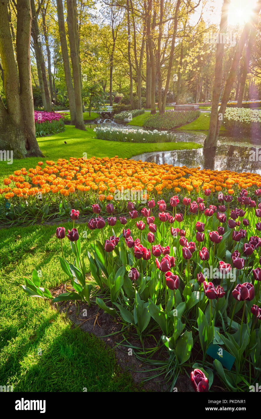 Jardin de fleurs Keukenhof. Lisse, aux Pays-Bas. Banque D'Images