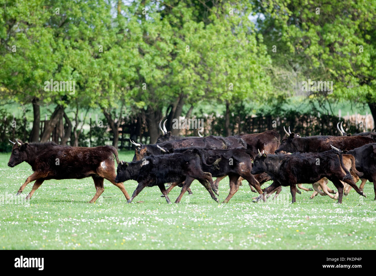 Vaches camarguaises - Bovins de Camargue - France Banque D'Images