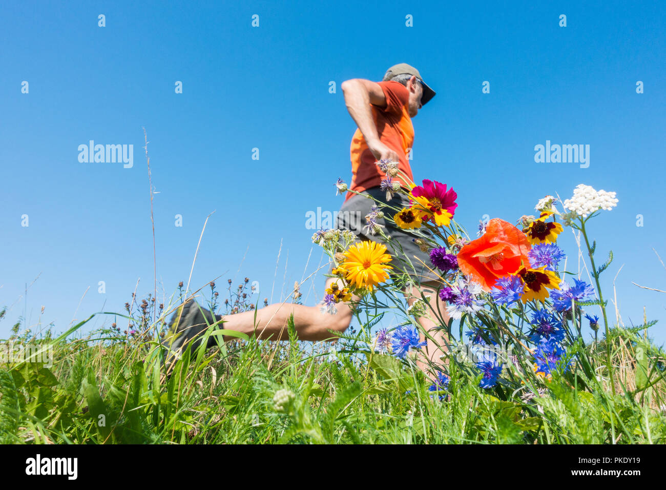 Low angle view of mature jogger running through wildflower meadow. UK Banque D'Images
