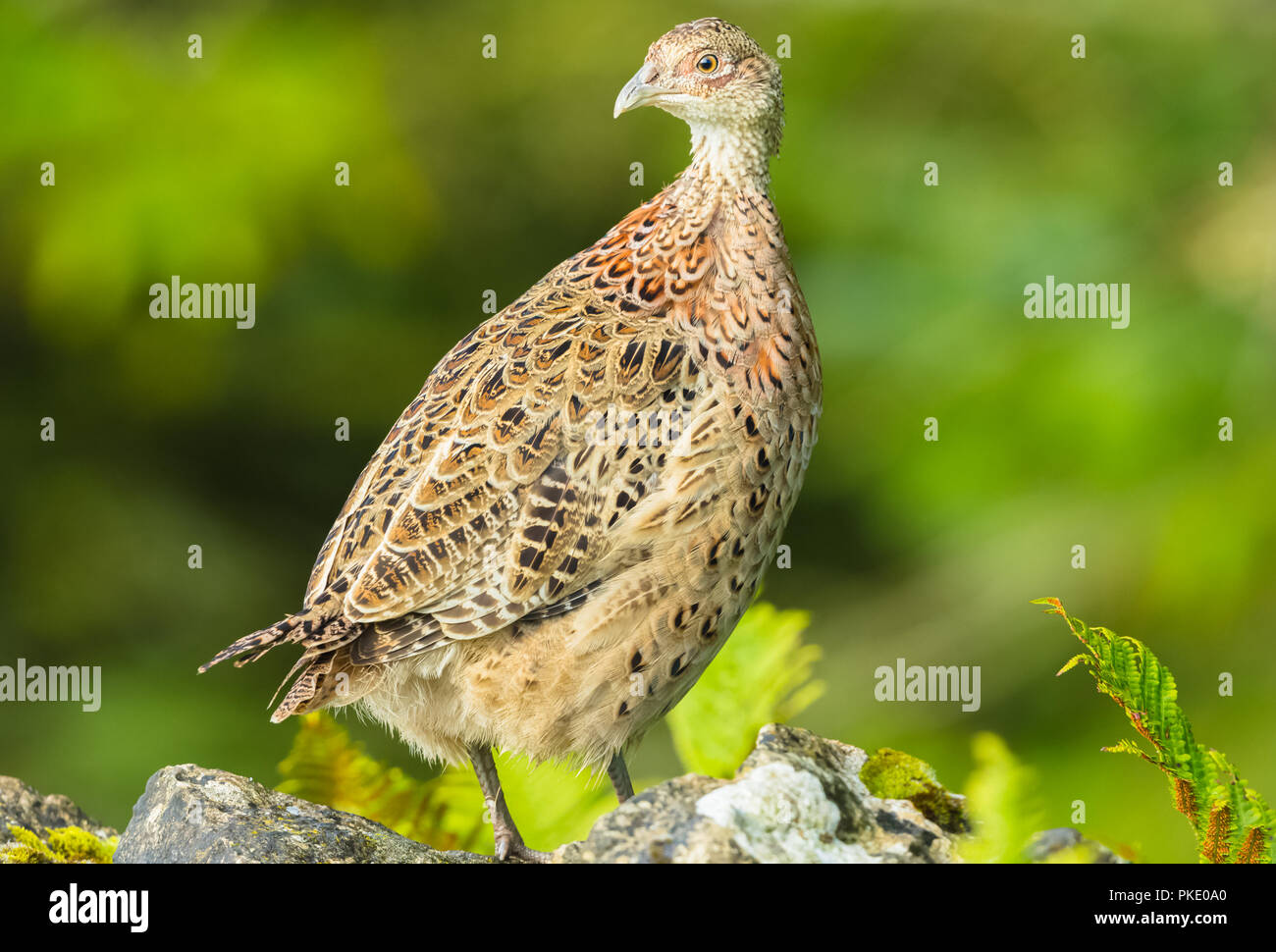 Le faisan, jeune, femme, Hen, le fuligule à collier ou merle perché sur un mur de pierres sèches. Nom scientifique : Phasianus colchicus. Paysage Banque D'Images