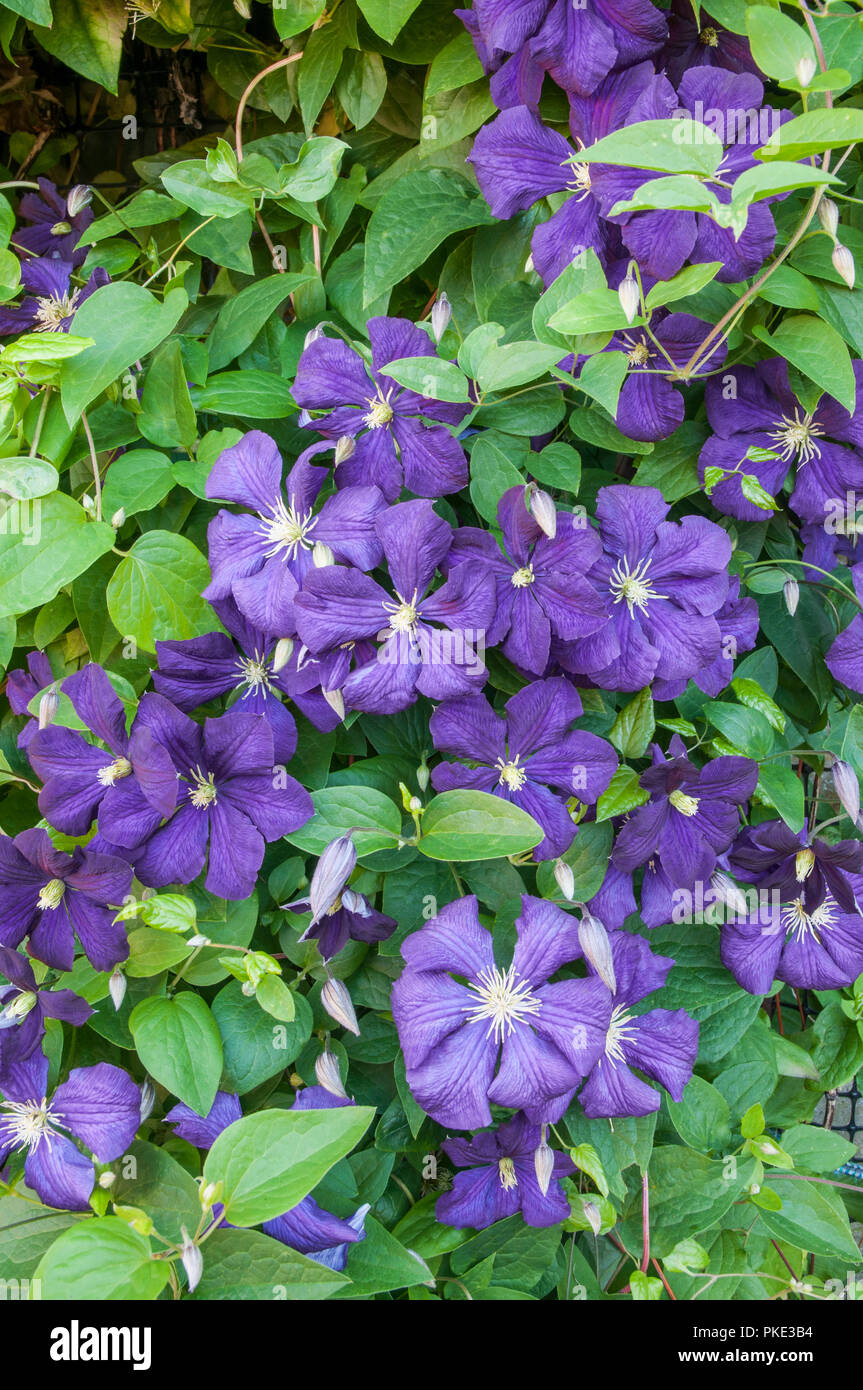 Clematis Le président d'un groupe 2 escalade floraison précoce clematis couvert de grandes fleurs violettes et est entièrement et décidues hardy Banque D'Images