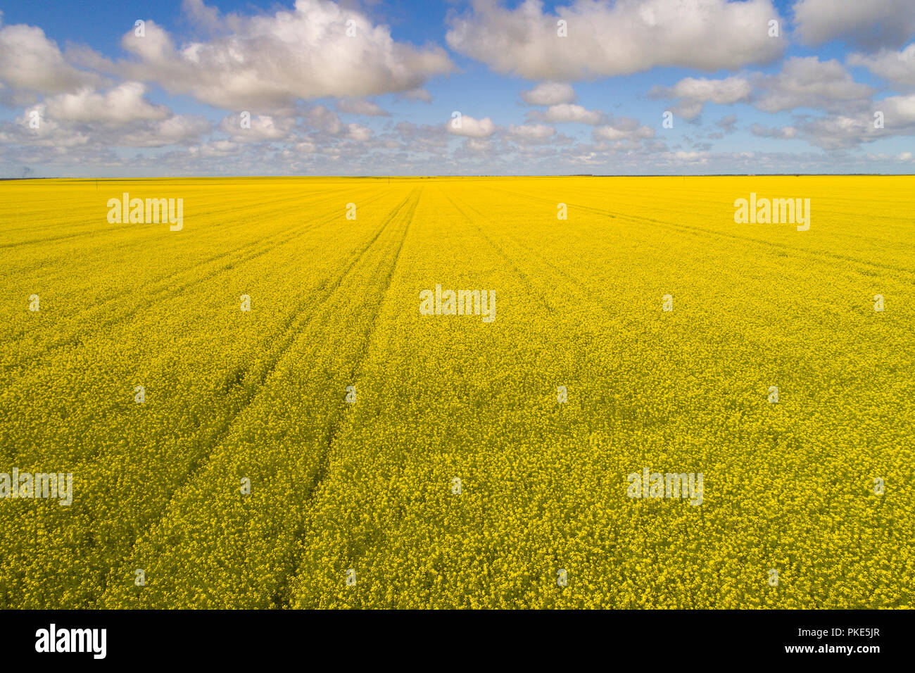 Champ de canola, Midwest, l'ouest de l'Australie Banque D'Images