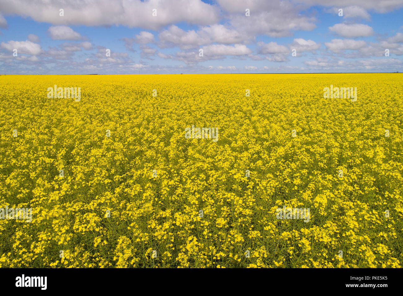 Champ de canola, Midwest, l'ouest de l'Australie Banque D'Images