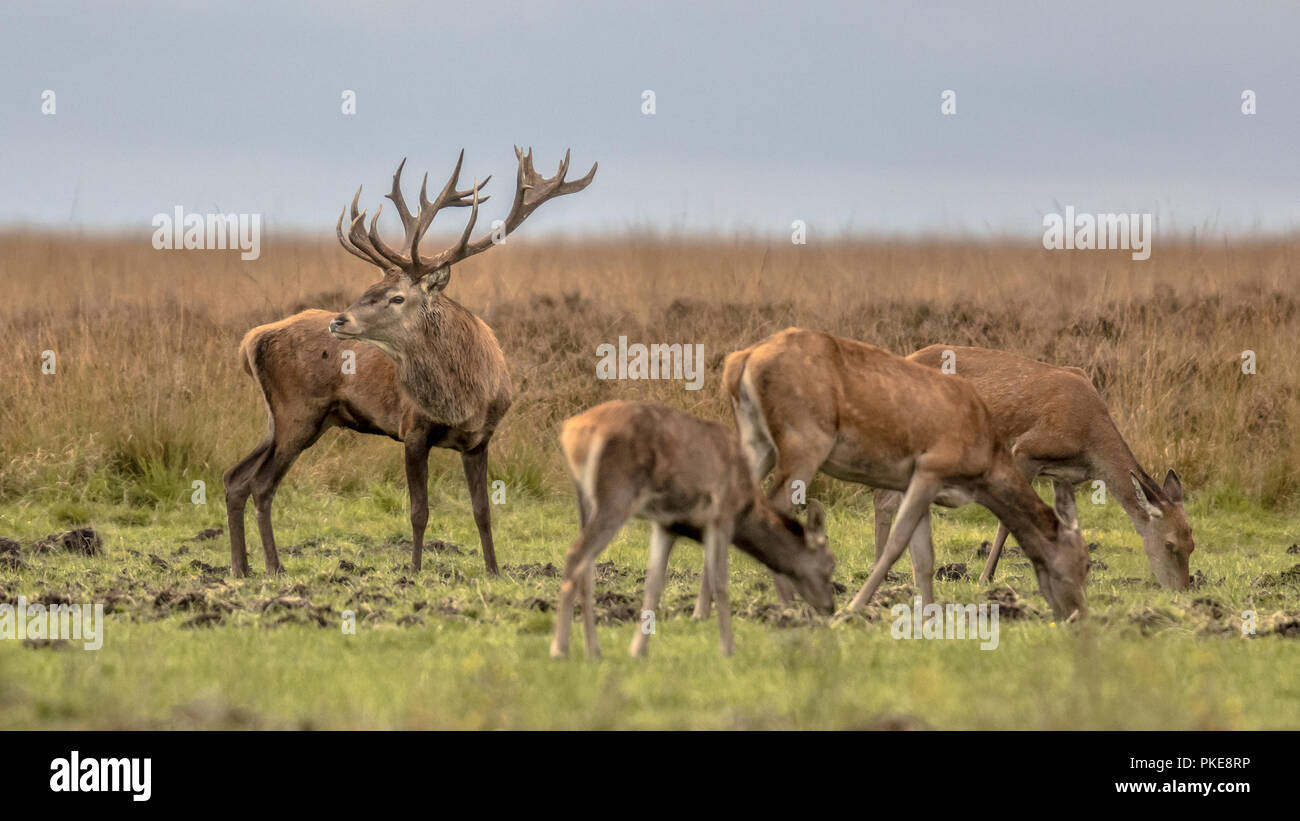 Animaux femelles Banque de photographies et d’images à haute résolution — free download