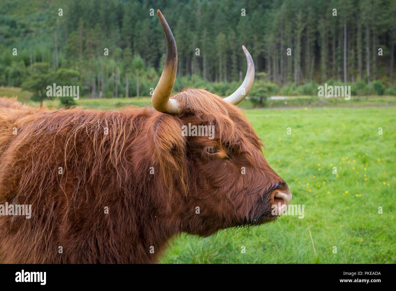 Scottish Highland cattle, Ben Nevis, Highlands, Scotland, UK Banque D'Images