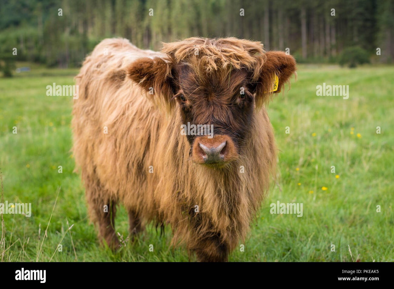 Highland cattle, veau, Ben Nevis Highlands, Ecosse, Royaume-Uni Banque D'Images