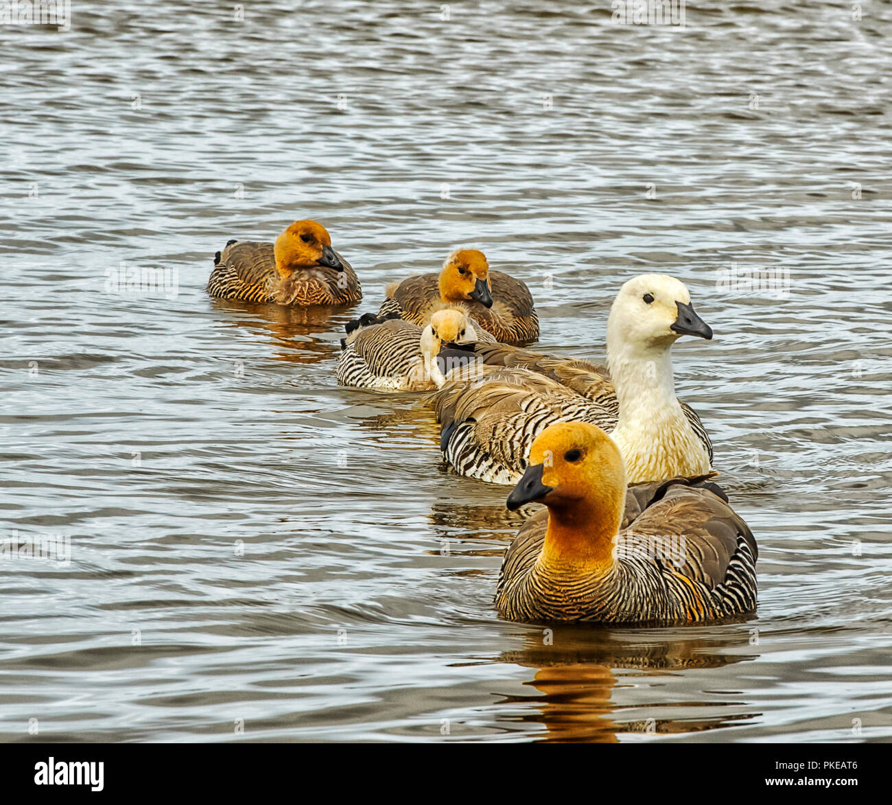 Ouette à tête blanche (Chloephaga rubidiceps) Nager dans l'eau ; Banque D'Images