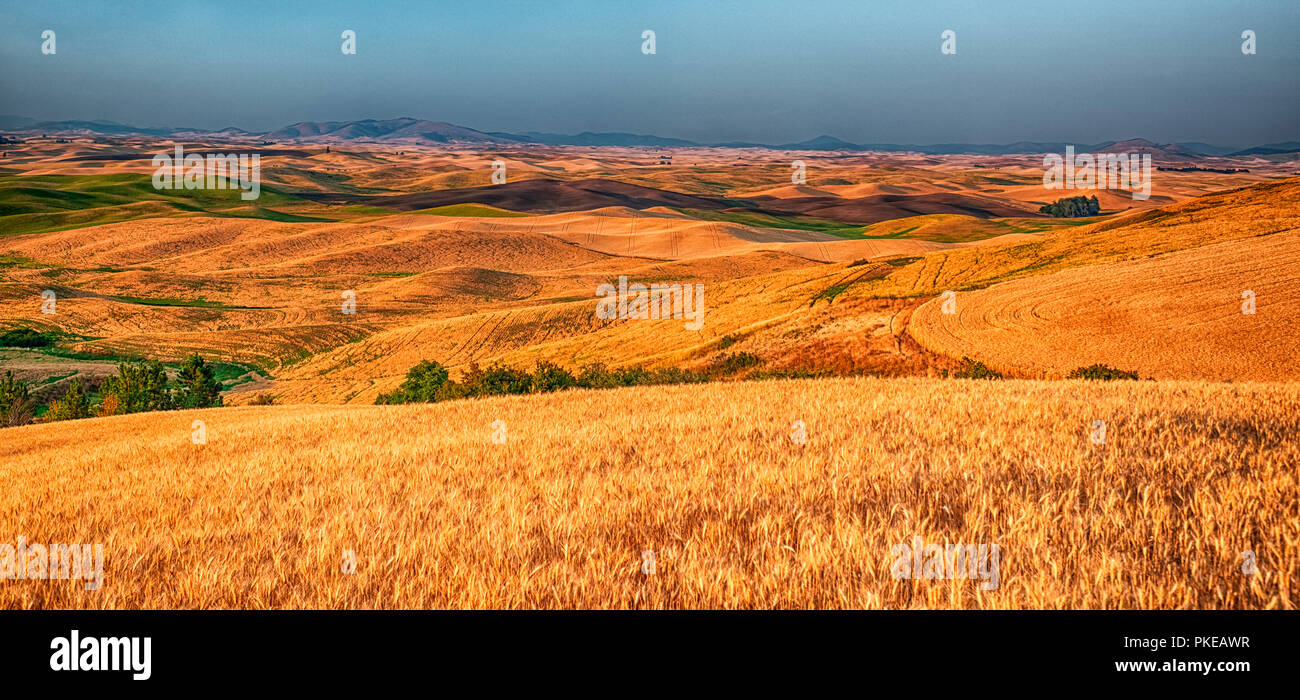 Les récoltes du grain d'or sur les collines, panorama cousu ; Washington, États-Unis d'Amérique Banque D'Images