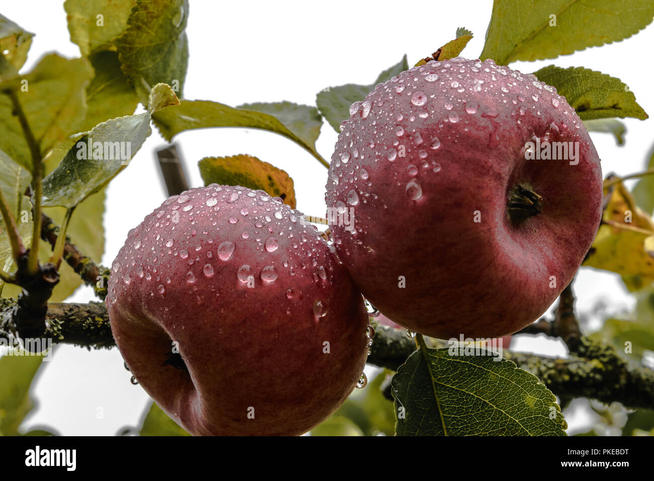 Deux pommes rouges accroché sur arbre et couverts de gouttes de rosée du matin Banque D'Images
