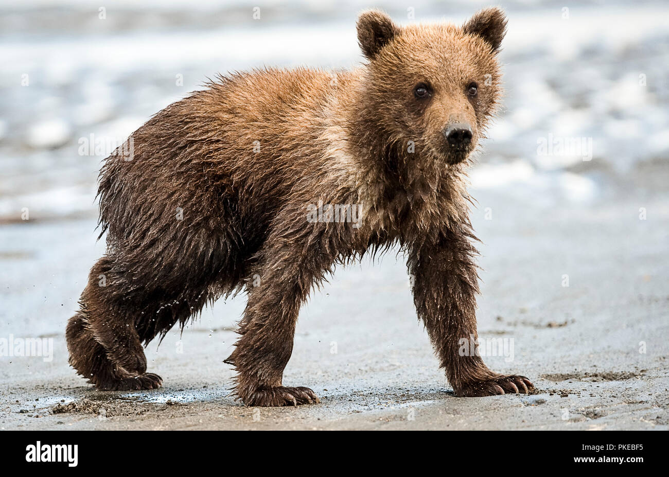 Ursus Arctos Middendorffi Vive En El Sur De Alaska