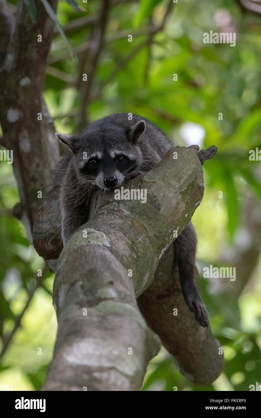 Le Raton laveur commun (Procyon lotor) au Costa Rica Banque D'Images