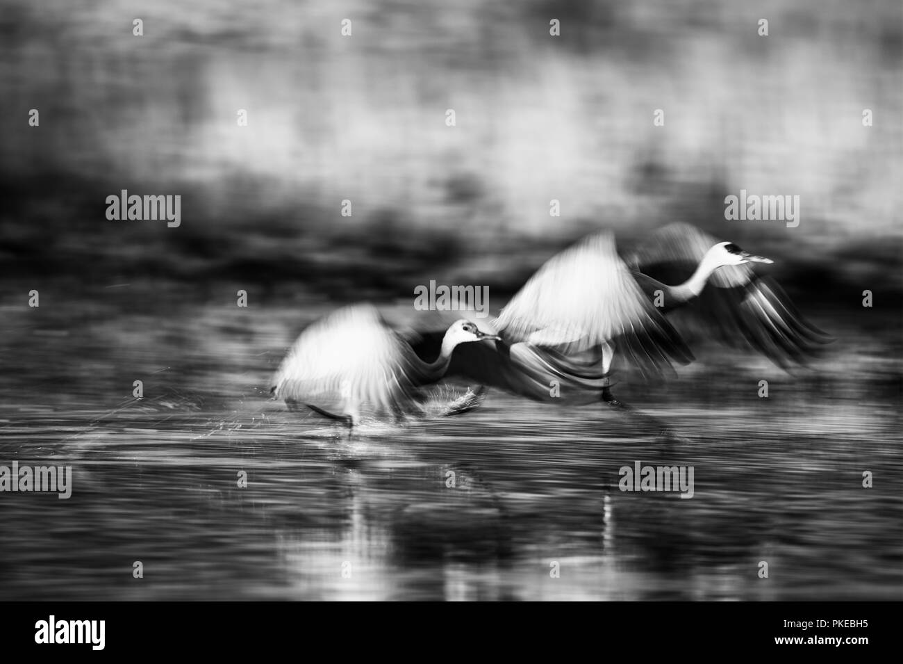 La grue Antigone (canadensis) survolant la surface de l'eau, refuge de la faune Bosque del Apache, New Mexico, United States of America Banque D'Images