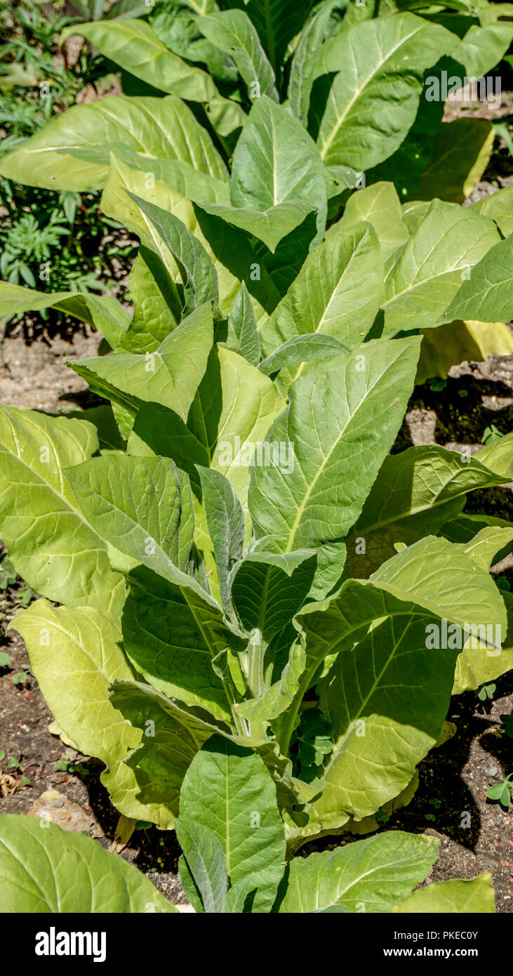 Les plants de tabac Nicotiana Tabacum. Banque D'Images
