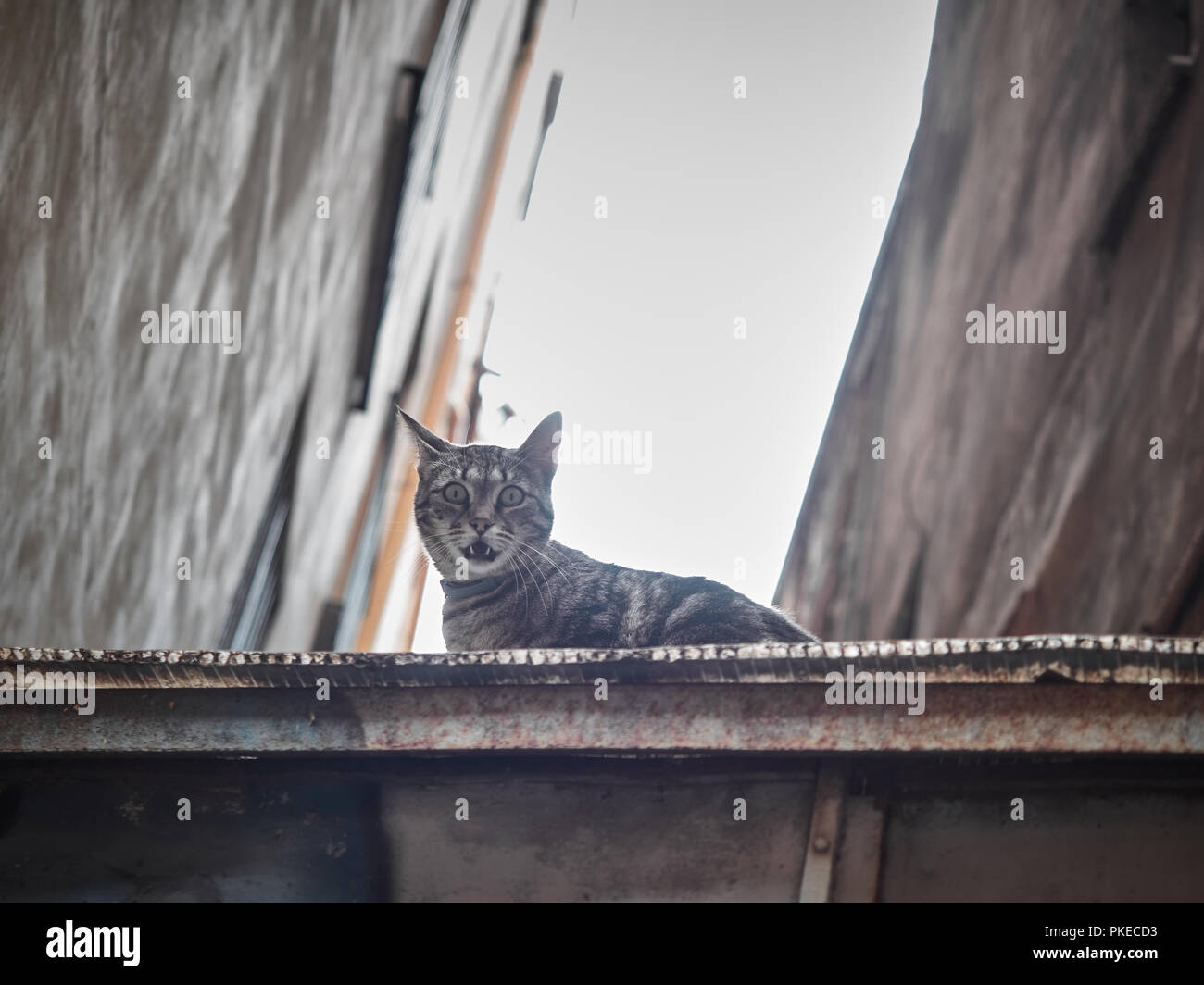 Tiré d'un chat assis sur un mur à Catane, Sicile Banque D'Images