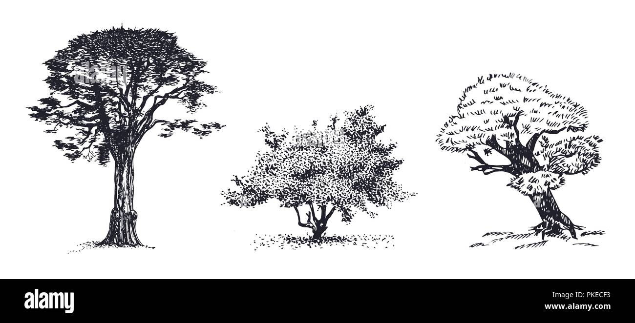 Trois arbres croquis vecteur dessiné à la main. Jardin botanique de croquis dessinés à la main, des arbustes et des arbres. Illustration de Vecteur