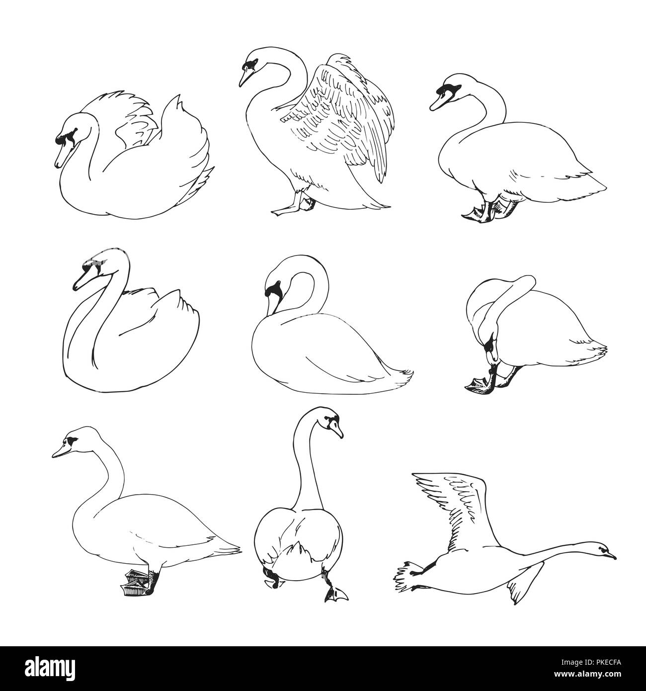 Contours de cygnes vecteur illustration. Collection croquis cygnes
