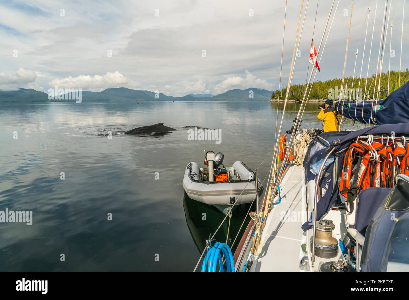 Une baleine à bosse (Megaptera novaeangliae) surfaces près du voilier dans la forêt du Grand Ours et d'un homme photos la baleine Banque D'Images