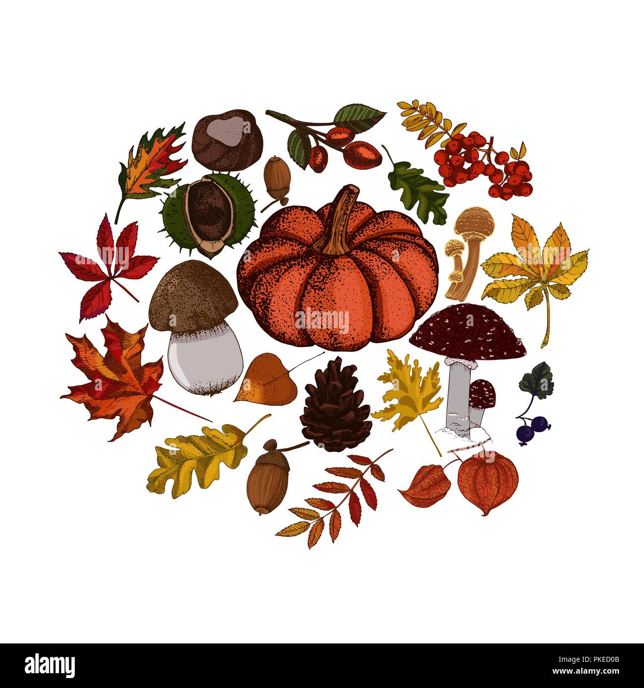 Croquis botaniques automne isolé sur fond blanc. Potiron, champignons, feuilles rouge et or cercle vectoriel. Illustration de Vecteur