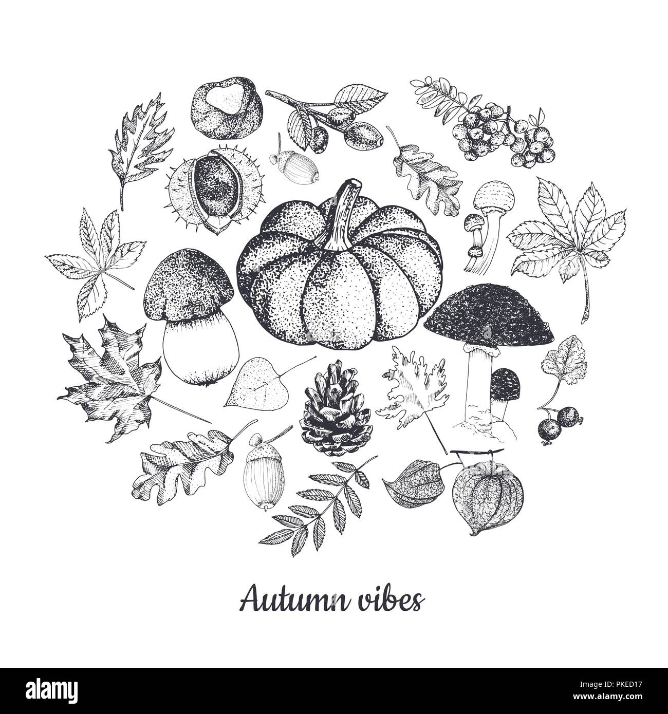 Croquis botaniques automne isolé sur fond blanc. Potiron, champignons, feuilles rouge et or cercle vectoriel. Illustration de Vecteur