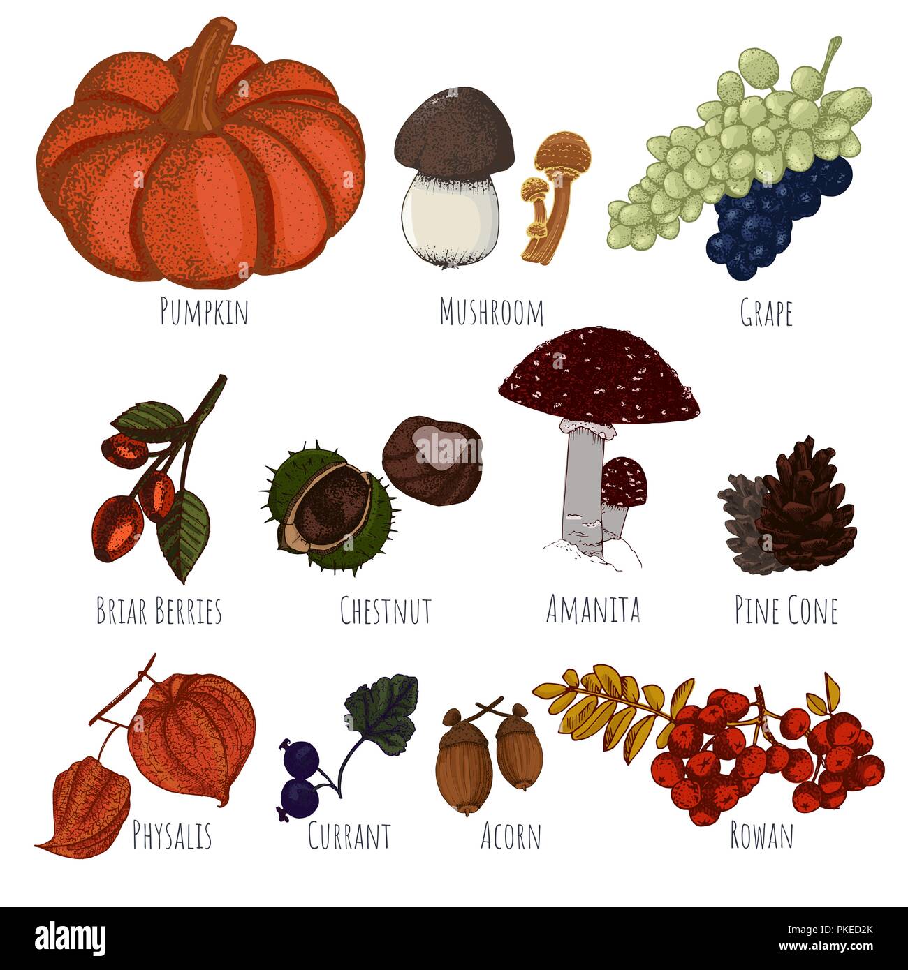 Récolte d'automne vecteur dessiné à la main. La récolte d'automne, potiron, champignons, raisins et baies sauvages pour votre conception. Illustration de Vecteur