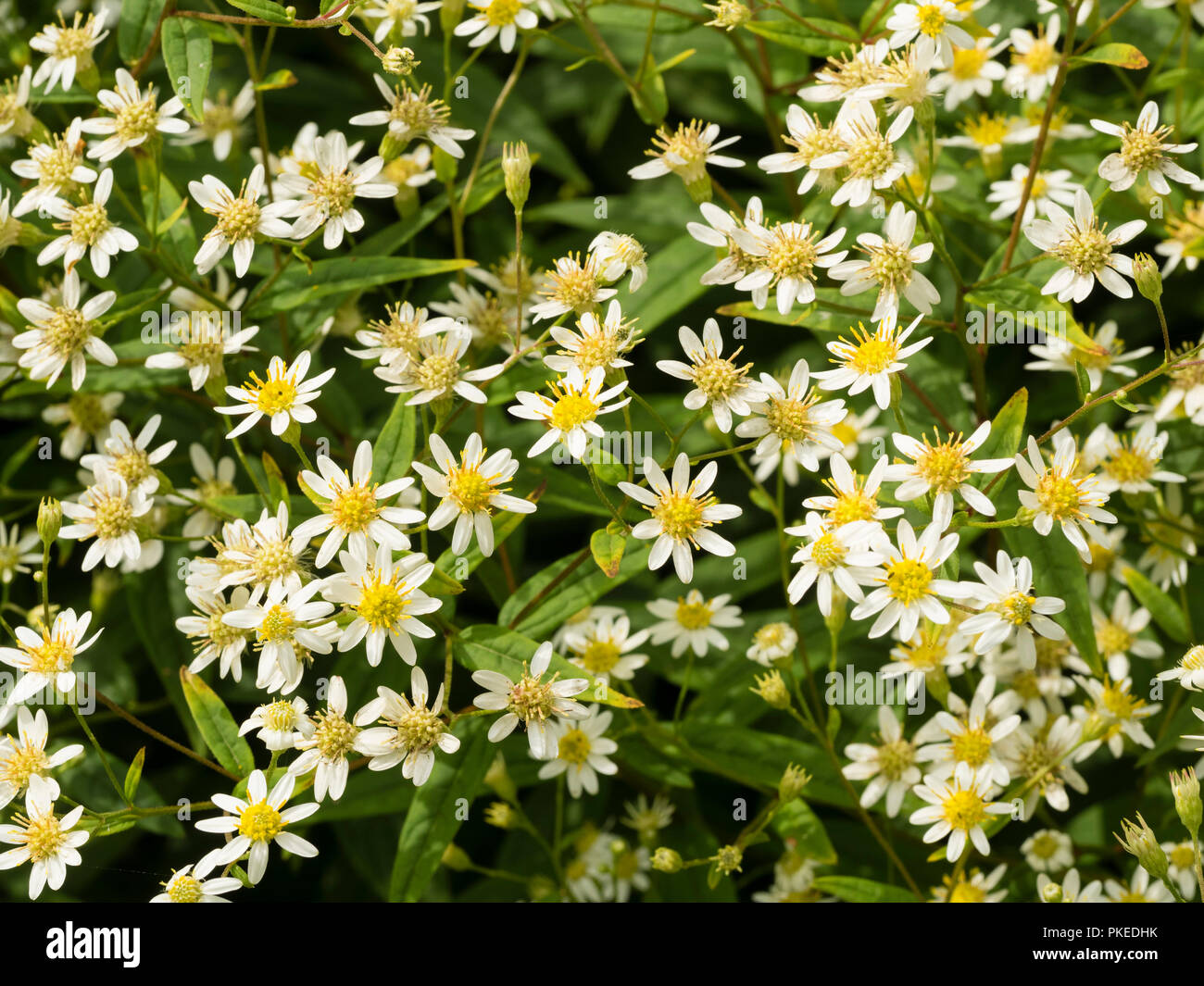 Comme Daisy fleurs blanches de la télévision nord-américaine, Doellingeria umbellata aster rigide, qui fleurit en automne Banque D'Images