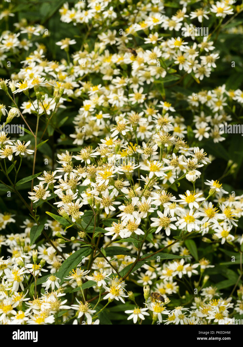 Comme Daisy fleurs blanches de la télévision nord-américaine, Doellingeria umbellata aster rigide, qui fleurit en automne Banque D'Images
