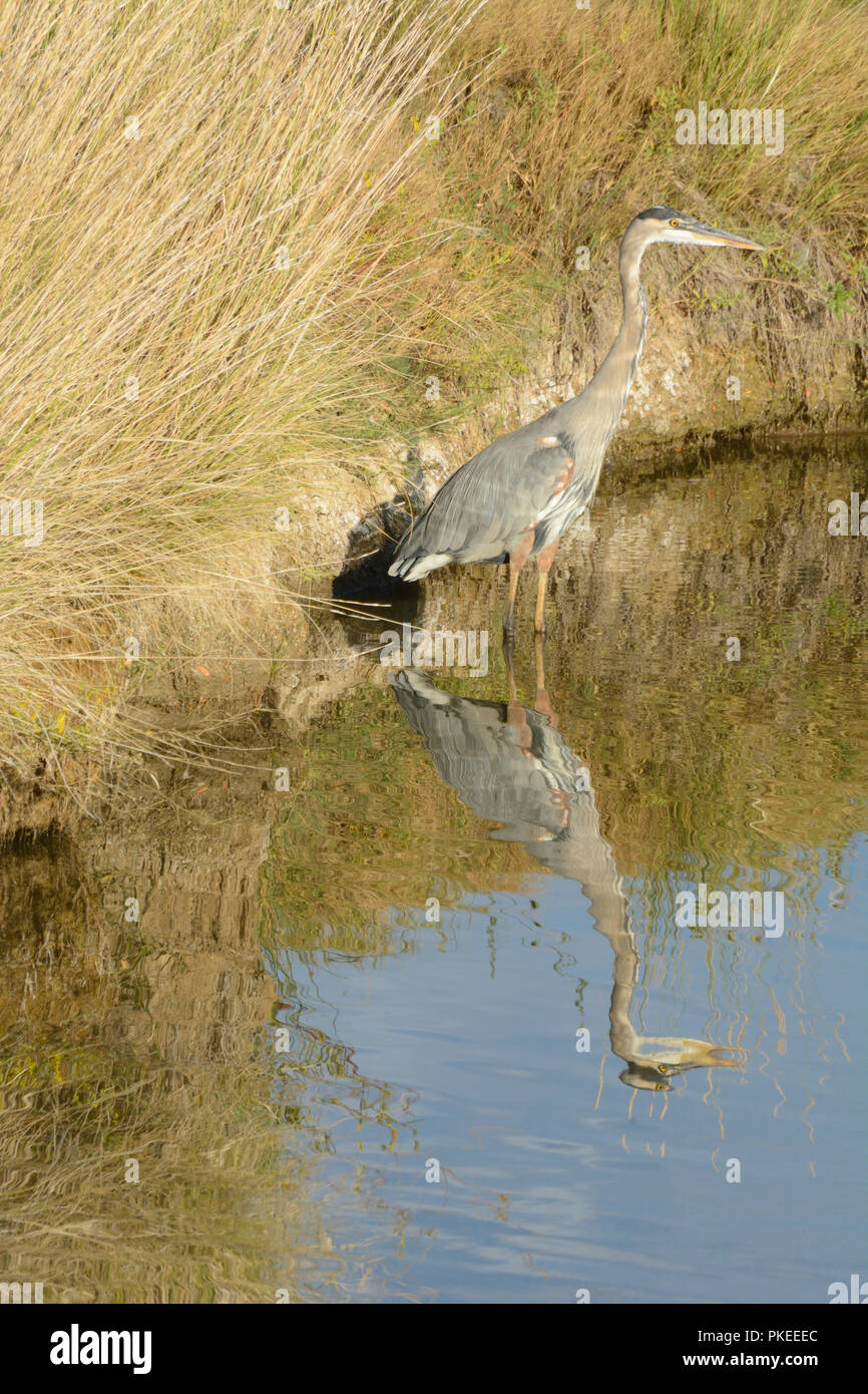 Grand héron Ardea herodias ou la pêche dans les flux par bank couverts par la végétation et les herbes d'automne Banque D'Images Grand héron Ardea herodias ou la pêche dans les flux par bank couverts par la végétation et les herbes d'automne Banque D'Images