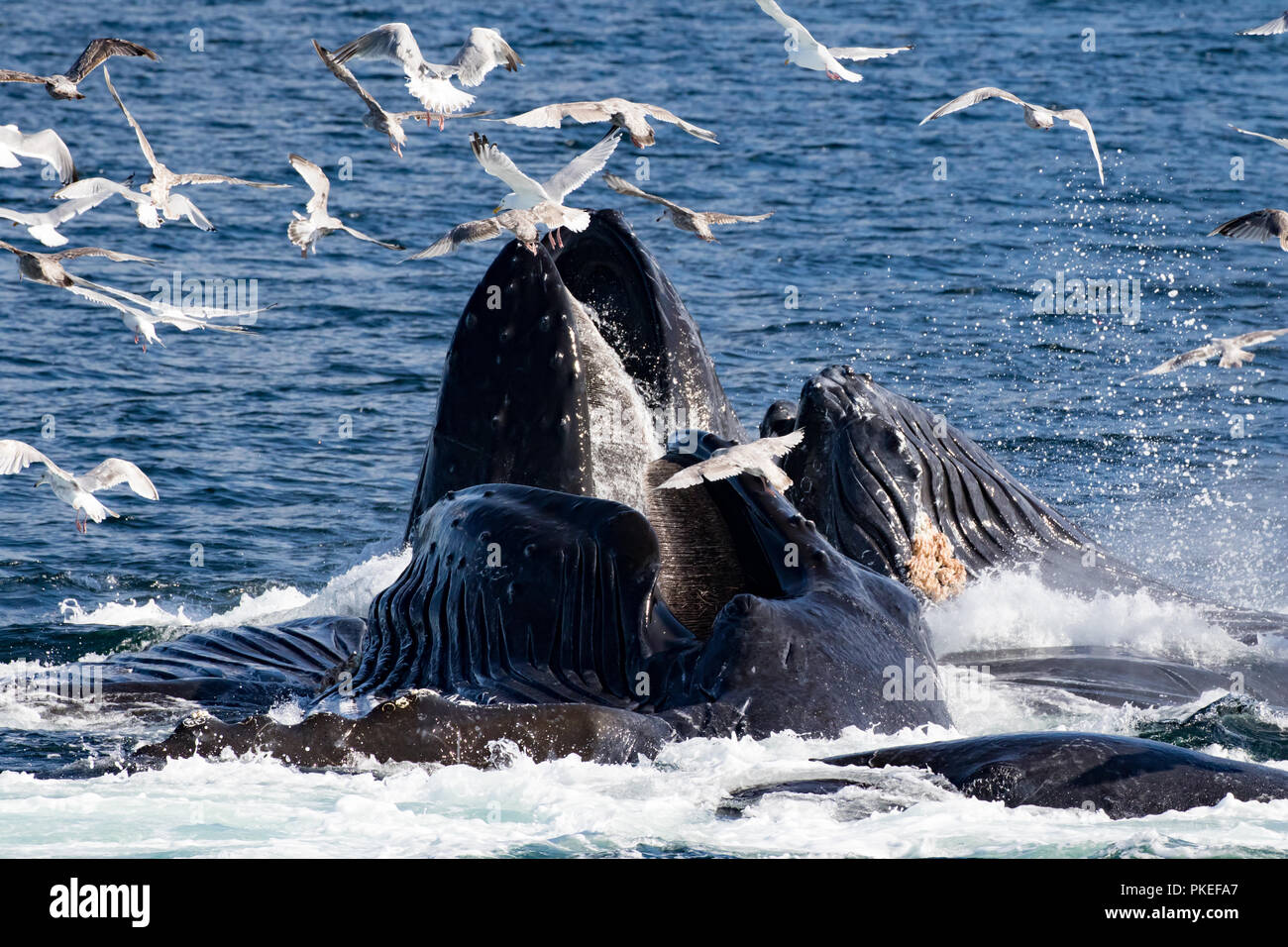 Les baleines à bosse se nourrissent à l'aide d'alimentation de filet bulle coopérative de travailler ensemble à l'hareng manger de manière spectaculaire dans le sud-est de l'Alaska Banque D'Images