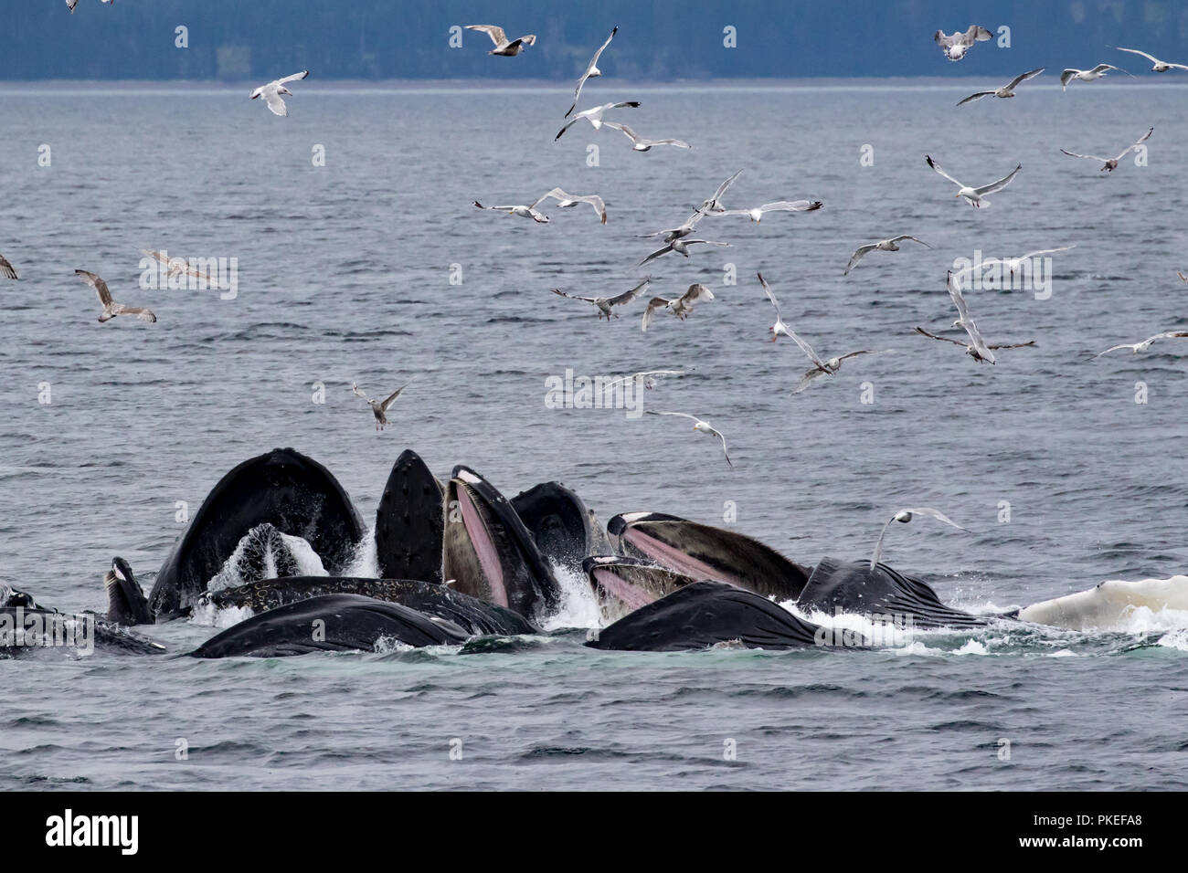 Les baleines à bosse se nourrissent à l'aide d'alimentation de filet bulle coopérative de travailler ensemble à l'hareng manger de manière spectaculaire dans le sud-est de l'Alaska Banque D'Images