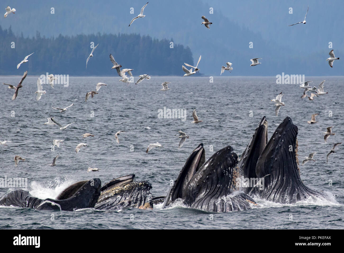 Les baleines à bosse se nourrissent à l'aide d'alimentation de filet bulle coopérative de travailler ensemble à l'hareng manger de manière spectaculaire dans le sud-est de l'Alaska Banque D'Images
