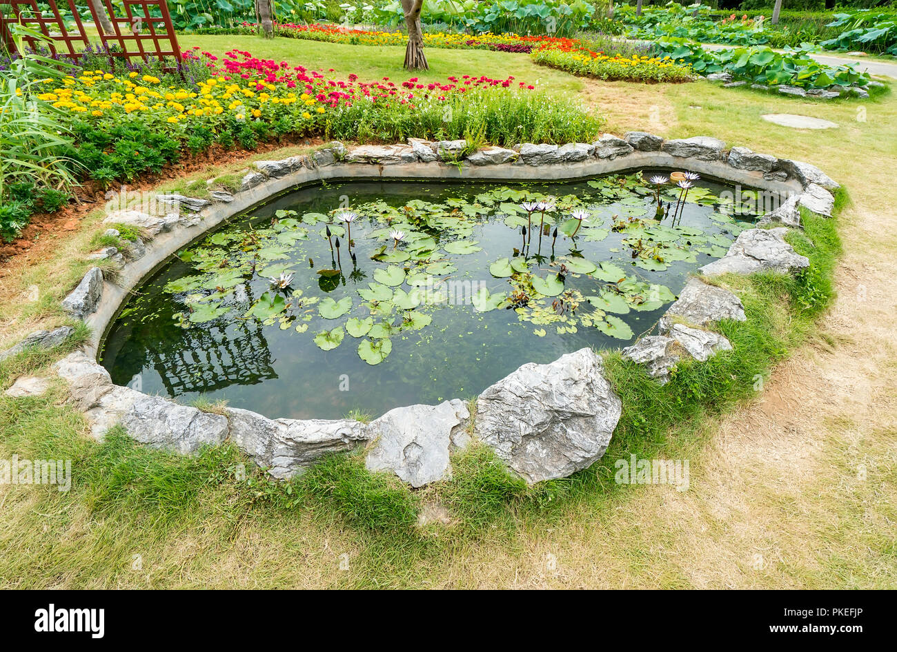 Bassin aux nymphéas avec green de nénuphars en été Banque D'Images