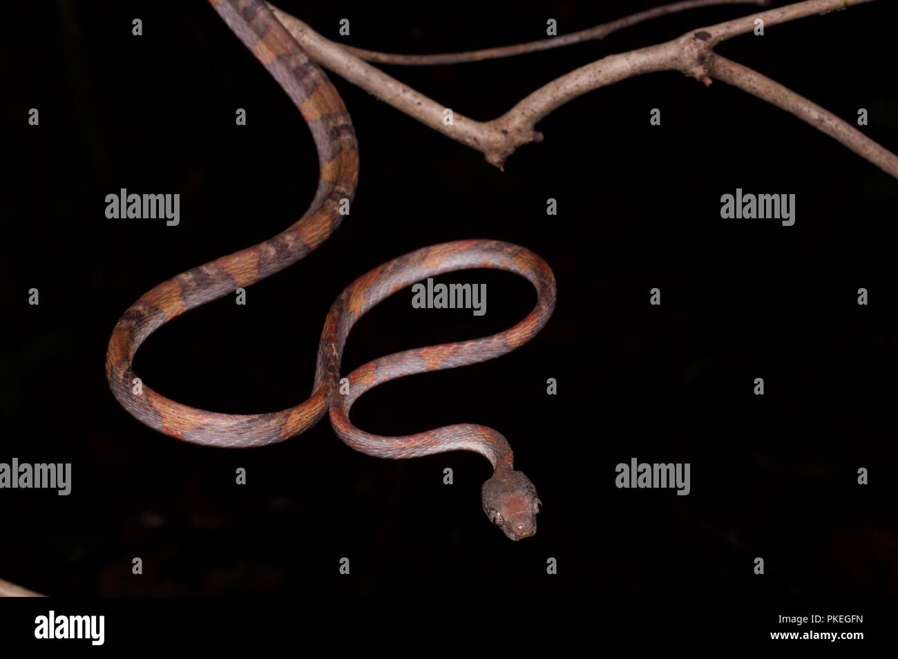 Un chat à taches blanches (serpent Boiga drapiezii) perché sur une fine branche dans le parc national du Gunung Mulu, Sarawak, Malaisie Orientale, Bornéo Banque D'Images