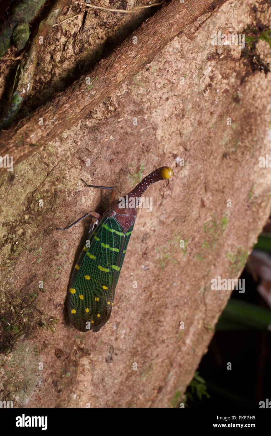 Un Lanternfly à ailes bleues (Pyrops intricata) perché sur un tronc d'arbre dans la nuit dans le parc national du Gunung Mulu, Sarawak, l'Est de la Malaisie, Bornéo Banque D'Images