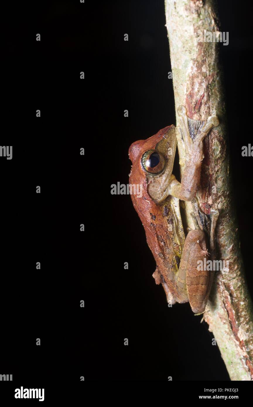 Un Harrisson's Flying Frog (Rhacophorus harrissoni) dans la nuit dans le parc national du Gunung Mulu, Sarawak, l'Est de la Malaisie, Bornéo Banque D'Images