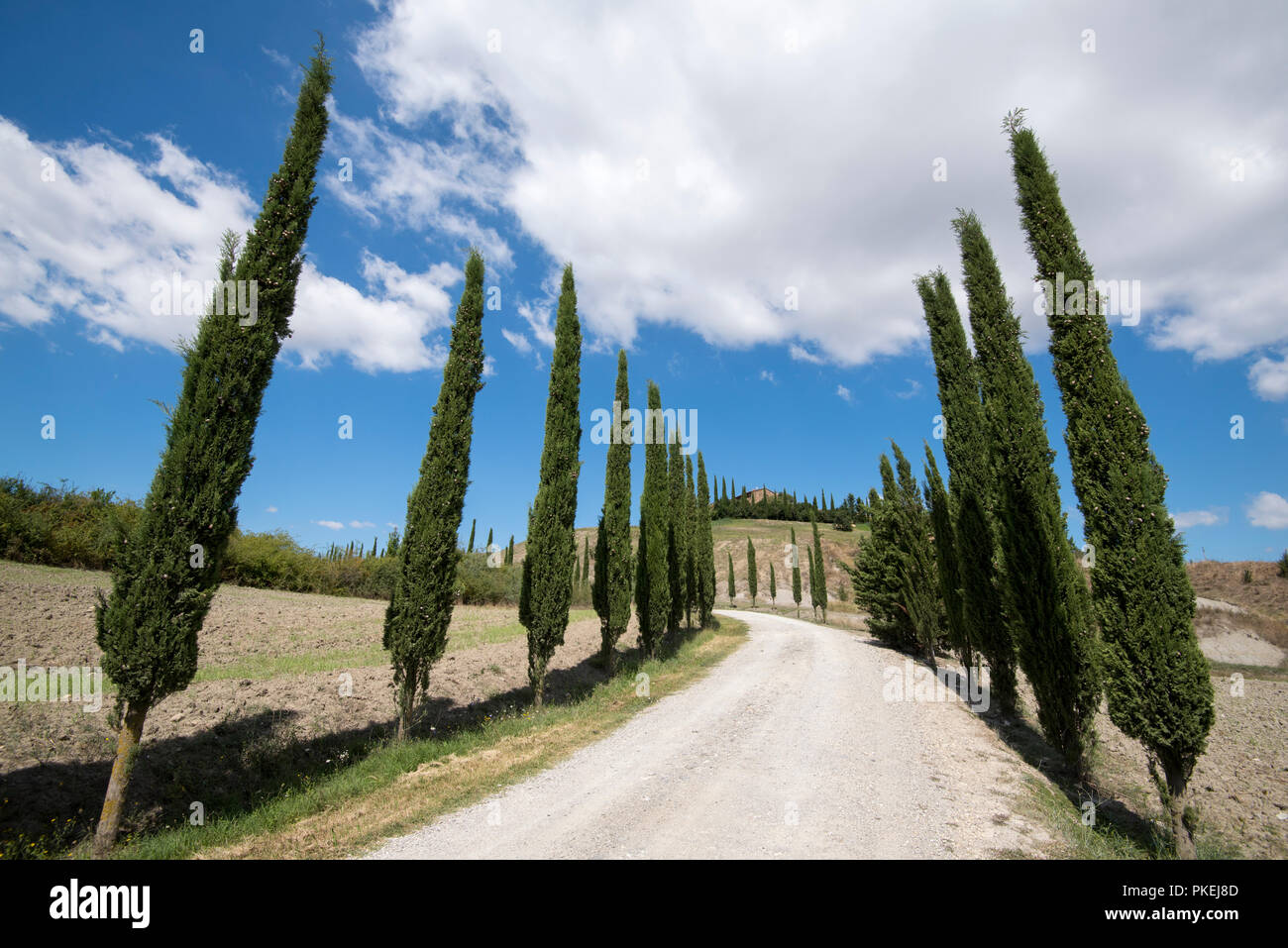 Un cyprès allée bordée d'arbres sur une propriété à Val d'Orcia, Toscane Italie Europe EU Banque D'Images