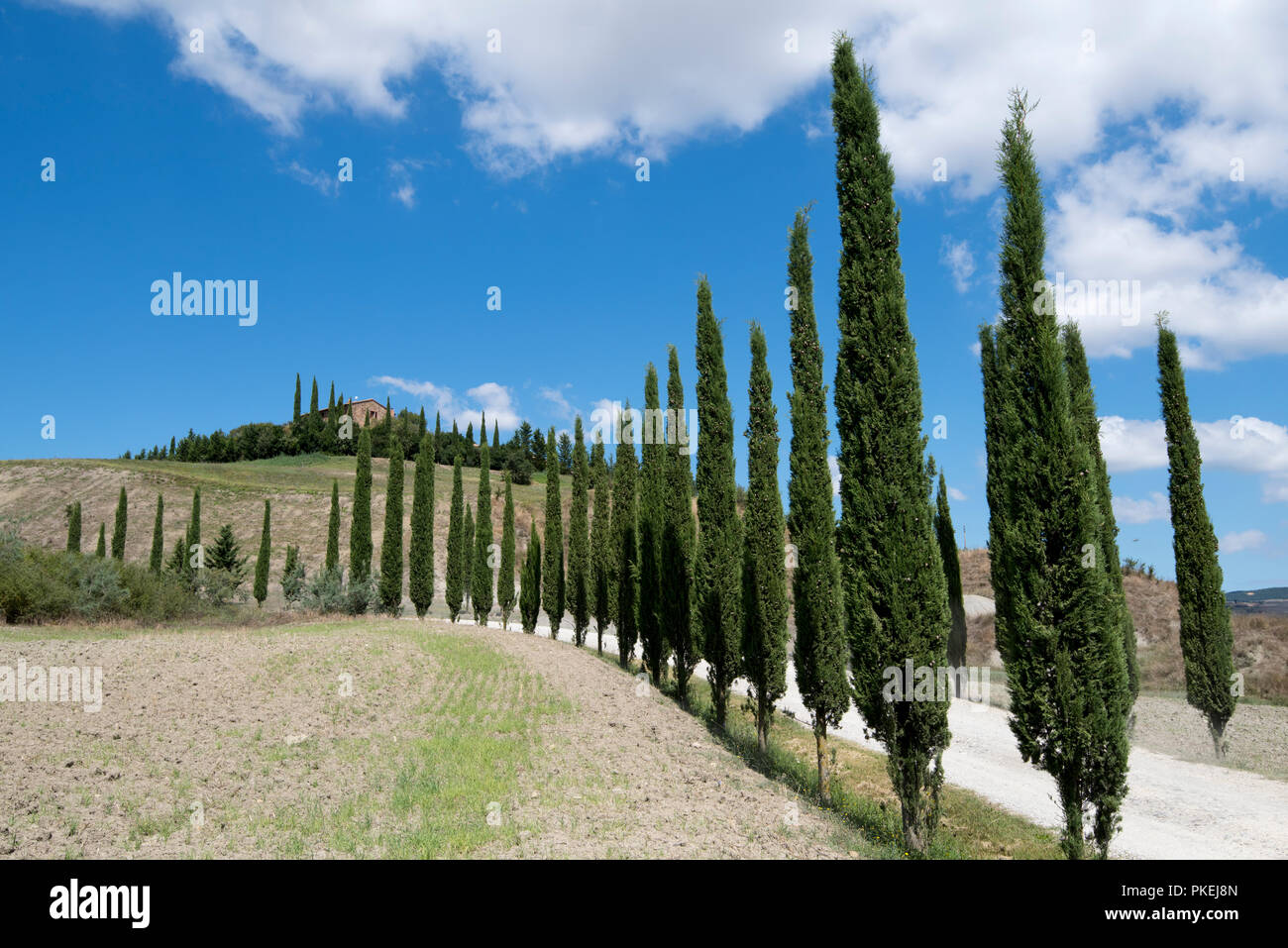 Un cyprès allée bordée d'arbres sur une propriété à Val d'Orcia, Toscane Italie Europe EU Banque D'Images