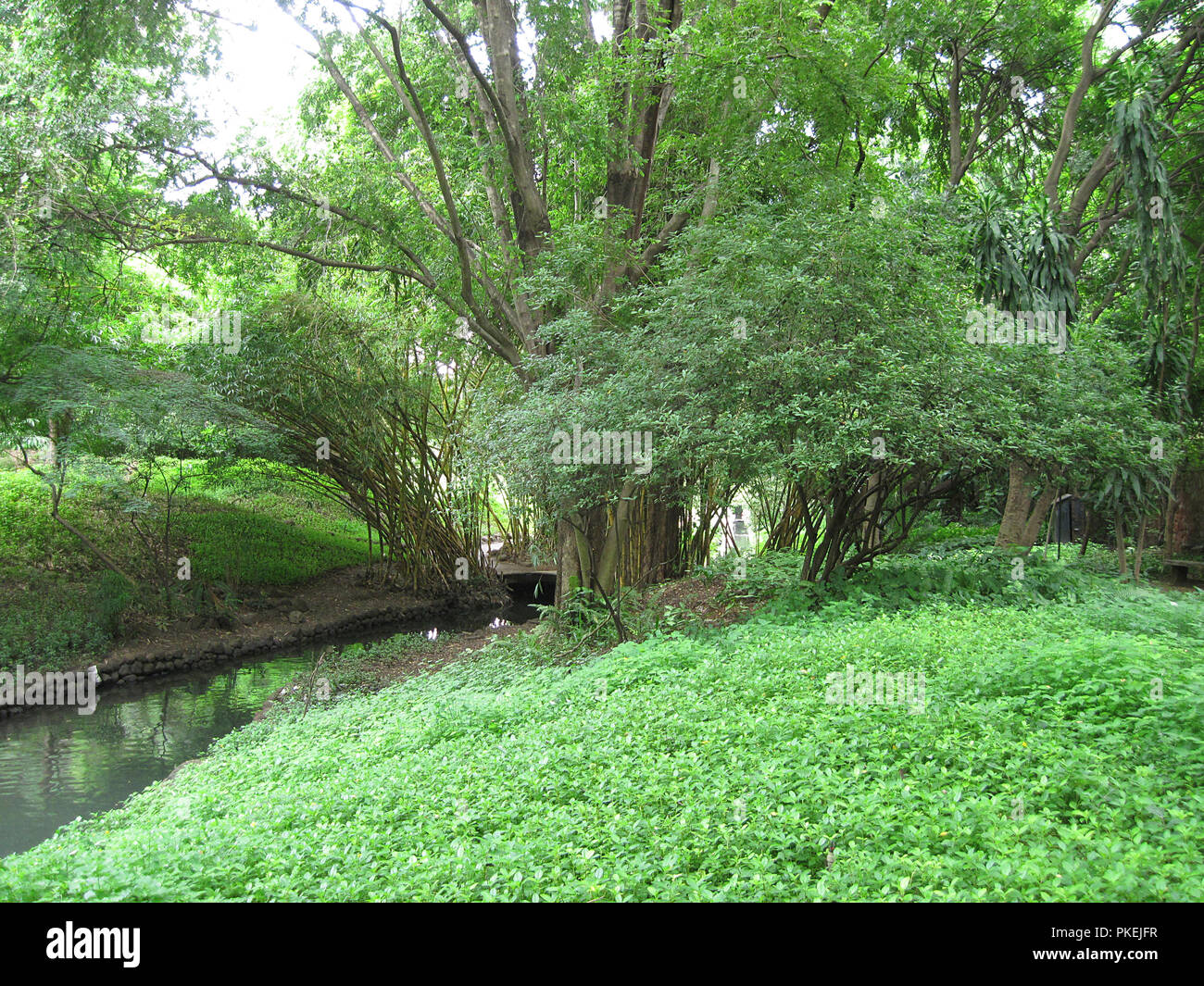 Arbres, plantes et le feuillage à l'intérieur de plus en plus magnifique parc Nalla Osho à Pune, Maharashtra, Inde Banque D'Images