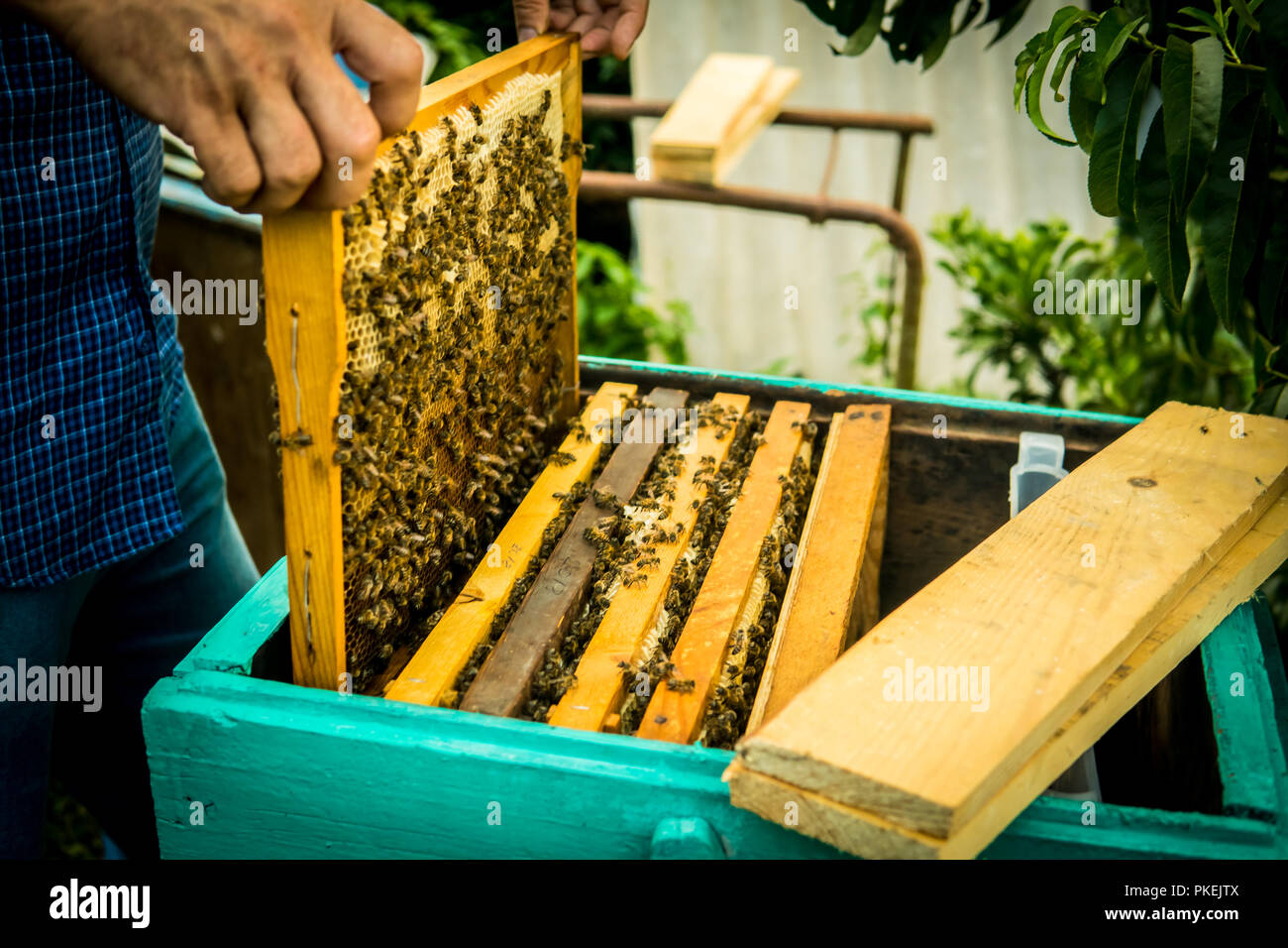 Cadre de la tenue de l'apiculteur avec nid d'abeilles de travail Banque D'Images