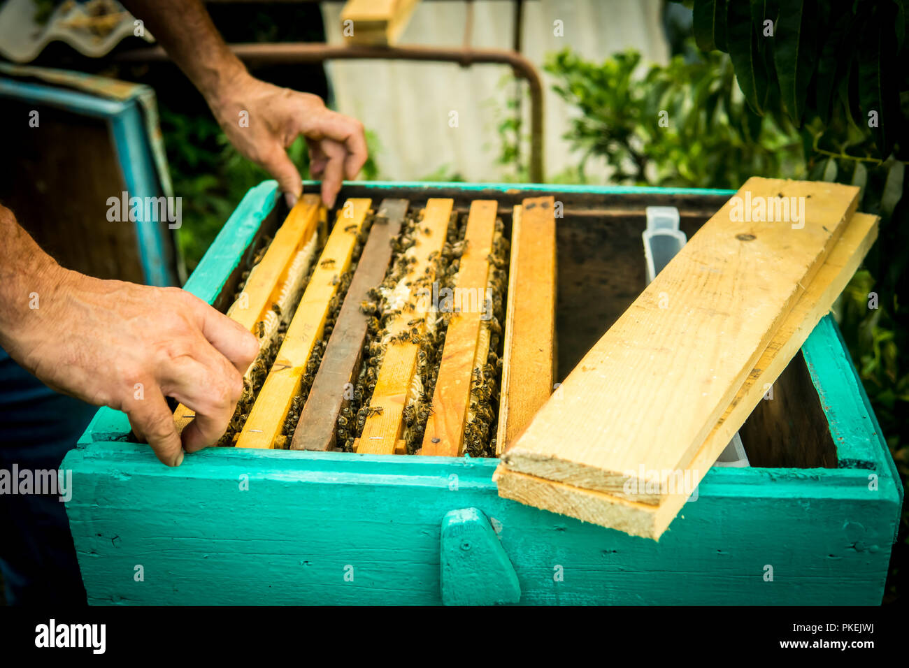 Cadre de la tenue de l'apiculteur avec nid d'abeilles de travail Banque D'Images