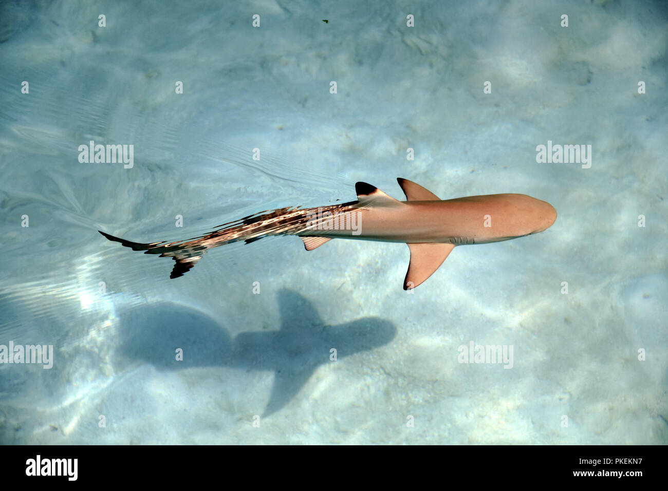 Requin requin pointe noire Banque de photographies et d’images à haute résolution Alamy