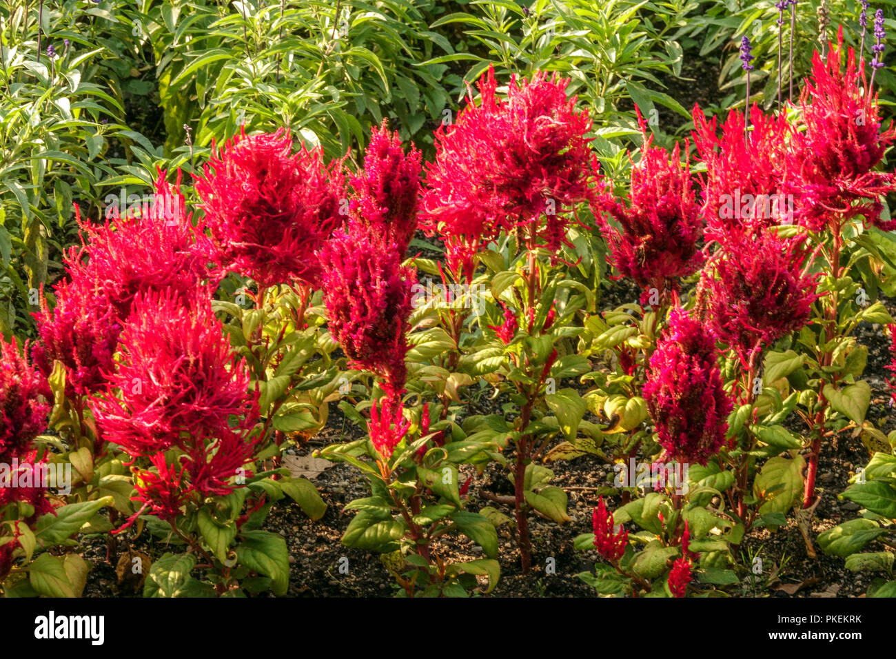 Cockscomb, rouge Celosia argentea 'Arrabona' Banque D'Images