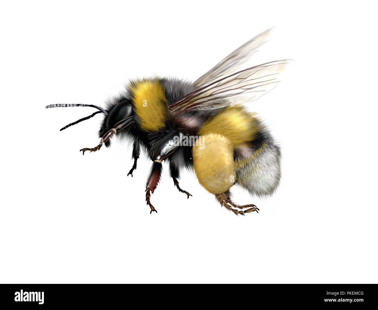 Illustration numérique d'un buff-tailed bumblebee ou grande terre bumblebee Banque D'Images