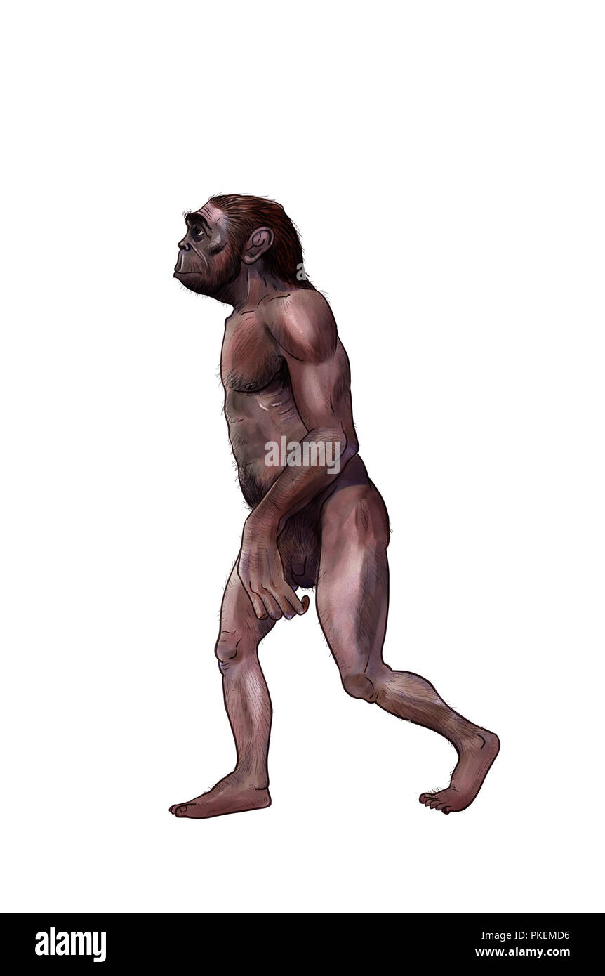 L'australopithecus, illustration numérique lucy préhistorique Banque D'Images