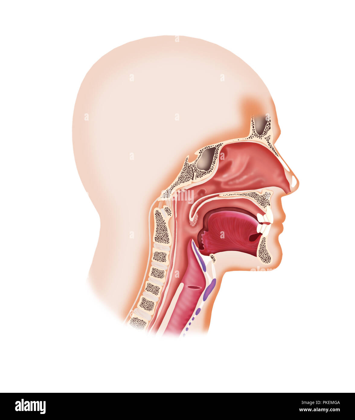 Illustration numérique d'un visage humain avec la cavité du larynx, nez, bouche, langue maternelle Banque D'Images